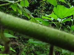 Hibiscus uncinellus
