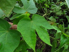 Hibiscus uncinellus