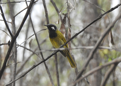 Nesoptilotis leucotis novaenorciae