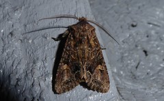 Ichneutica skelloni