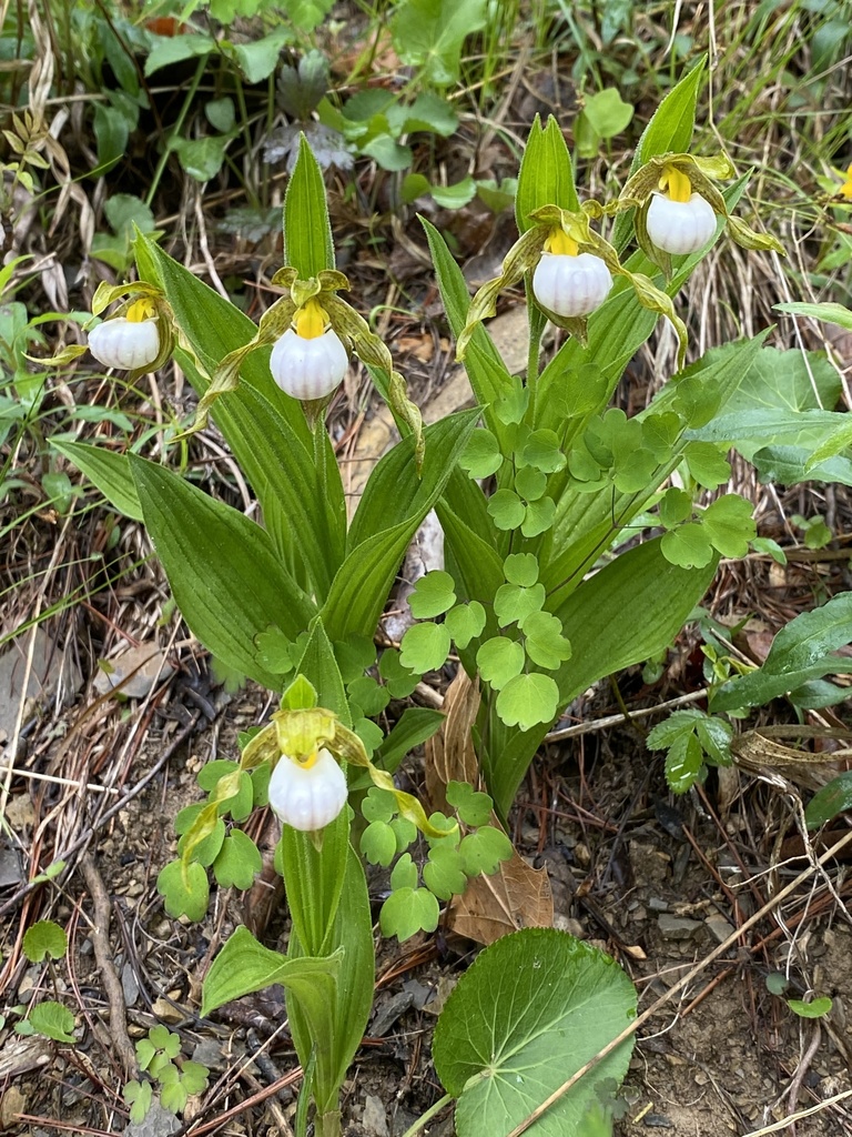 Cypripedium candidum Muhl. ex Willd.