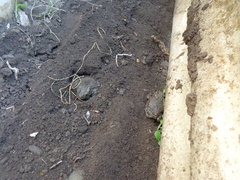 Bufotes viridis