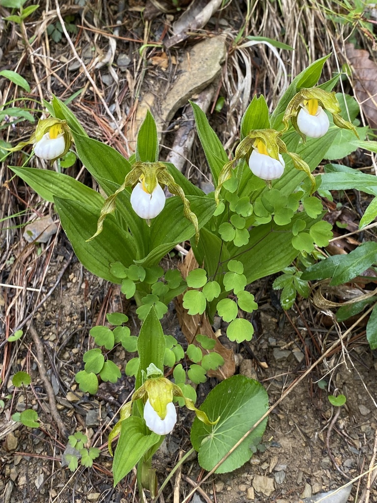 Cypripedium candidum Muhl. ex Willd. 2