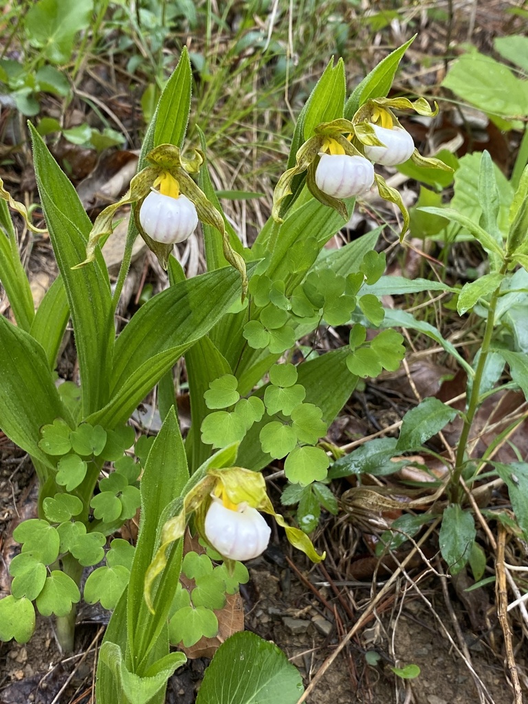 Cypripedium candidum Muhl. ex Willd. 3
