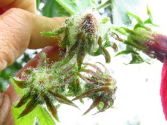 Hibiscus uncinellus