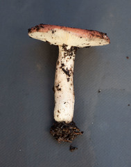 Russula persanguinea
