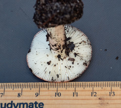 Russula persanguinea