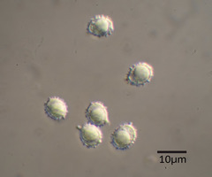 Russula persanguinea