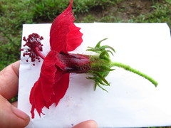 Hibiscus uncinellus