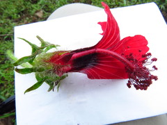 Hibiscus uncinellus