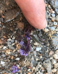 Phacelia quickii