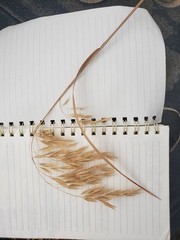 Bromus porteri