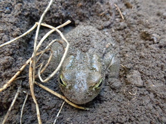Bufotes viridis