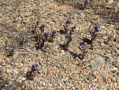 Phacelia quickii