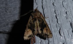 Ichneutica skelloni