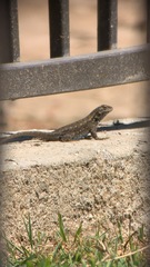 Sceloporus occidentalis