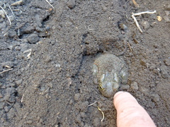 Bufotes viridis