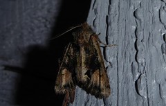 Ichneutica skelloni