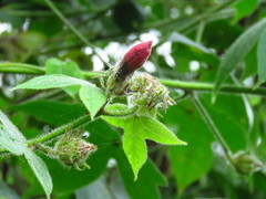 Hibiscus uncinellus