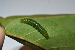 Ulopeza conigeralis