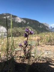 Phacelia quickii