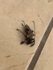 Aegomorphus galapagoensis