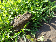 Bufotes viridis