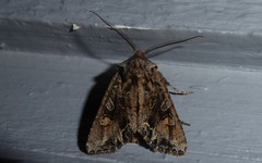 Ichneutica skelloni