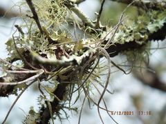 Tillandsia recurvata