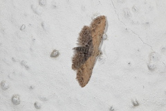 Araeopteron ecphaea