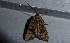 Ichneutica skelloni