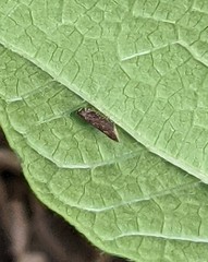 Cryptaspasma