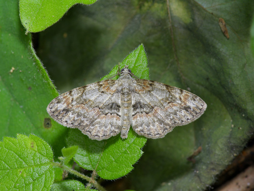 Pale-winged Gray photo 3
