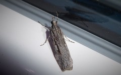 Scoparia indistinctalis