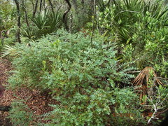 Vaccinium darrowii image