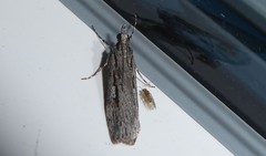 Scoparia indistinctalis