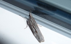 Scoparia indistinctalis