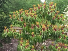 Daphniphyllum macropodum