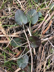 Ornduffia reniformis