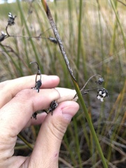 Ornduffia reniformis