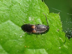 Corymbitodes xanthomus