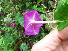 Ipomoea dumosa
