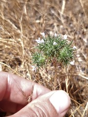 Navarretia tagetina