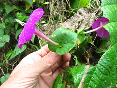 Ipomoea dumosa