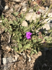 Mirabilis elegans