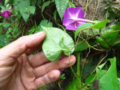 Ipomoea dumosa