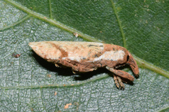 Gasteroclisus auricillatus