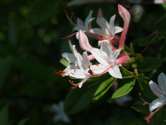 Rhododendron periclymenoides