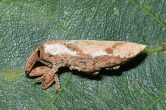Gasteroclisus auricillatus