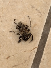 Aegomorphus galapagoensis